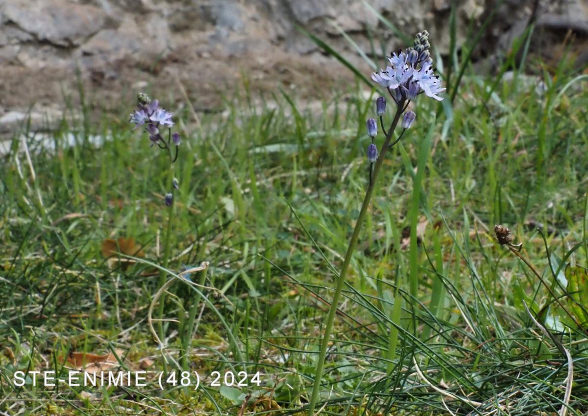 Squill, Autumn plant